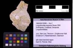 Foto (Objekt + Etiketten) von Longodromites angustus (Reuss 1858) (NHMW-GEO-1990-0041-0046)